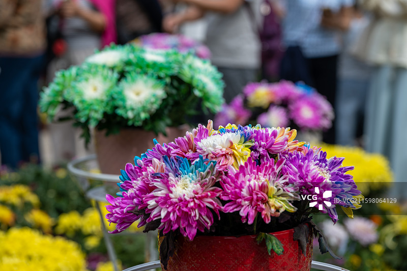 金秋菊花展盛况图片素材