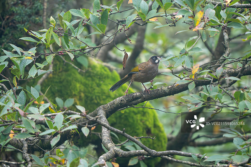 瓦屋山黑顶噪鹛图片素材