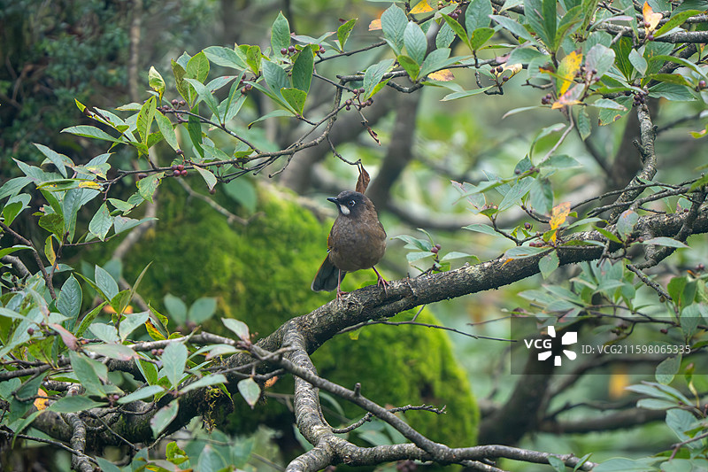 瓦屋山黑顶噪鹛图片素材