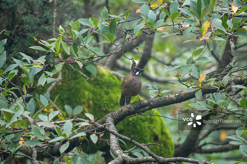 瓦屋山黑顶噪鹛图片素材