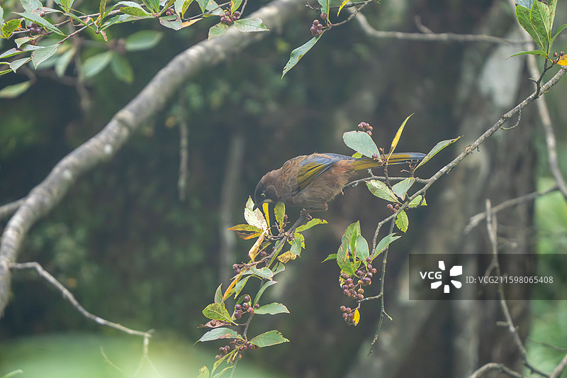 瓦屋山黑顶噪鹛图片素材