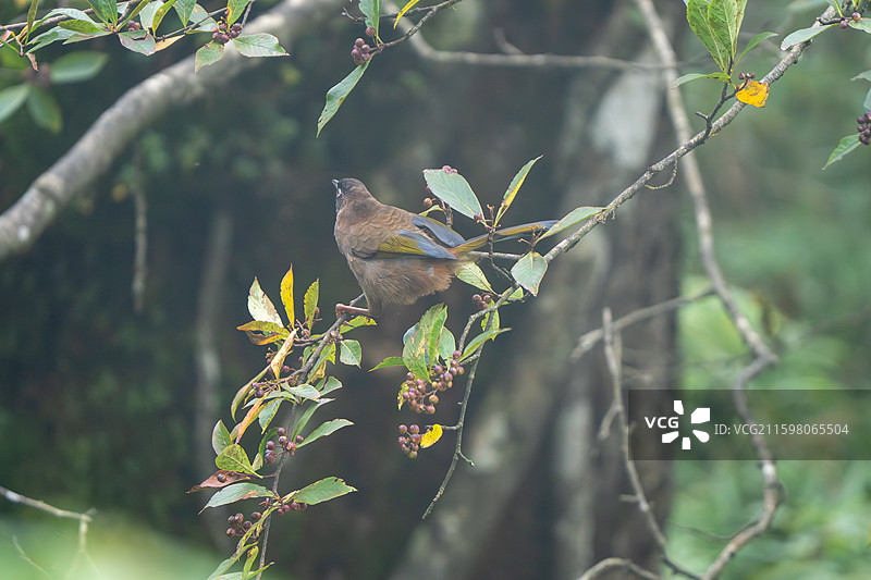 瓦屋山黑顶噪鹛图片素材