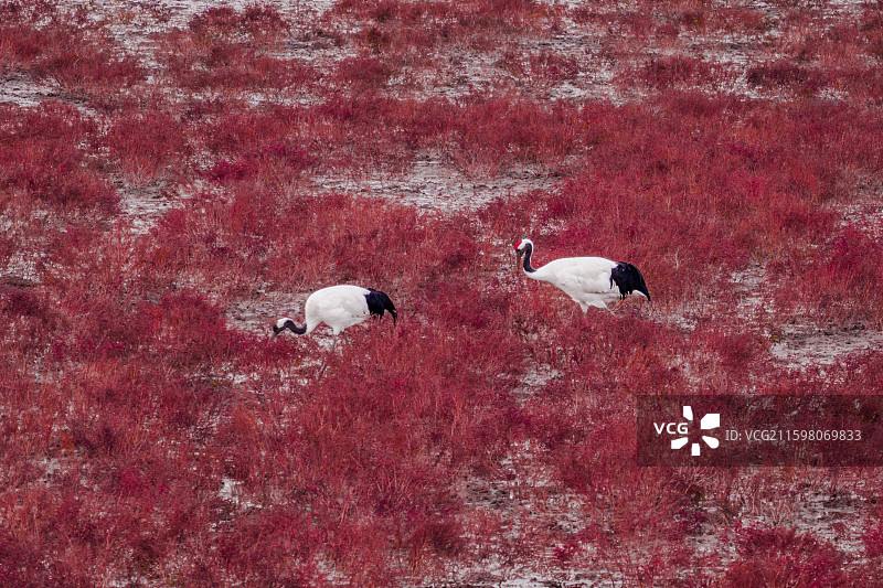 航拍盘锦红海滩丹顶鹤图片素材