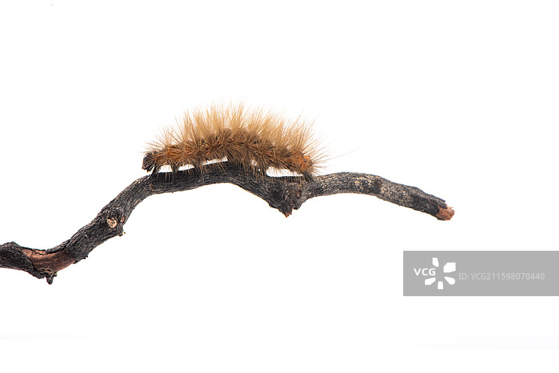 树枝上的棕色毛毛虫图片素材