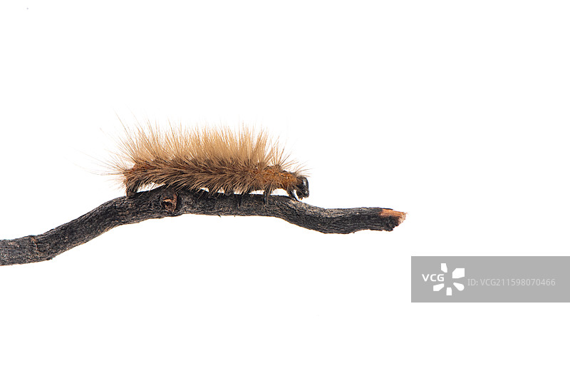 树枝上的棕色毛毛虫图片素材