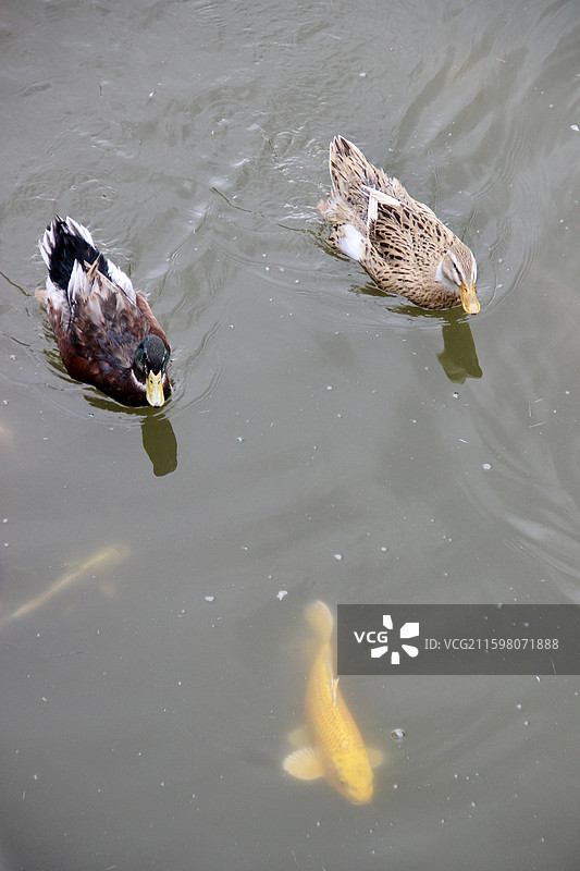 大同云冈石窟湖中悠游的鸭子图片素材