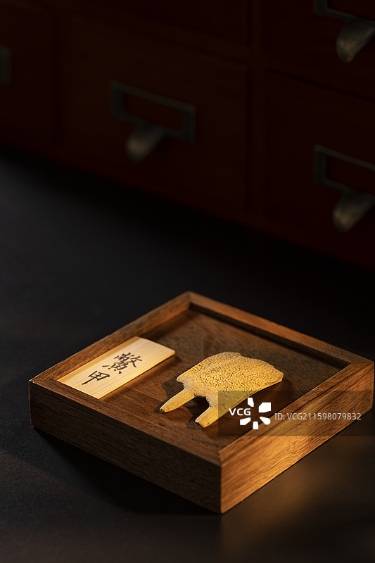 中药材鳖甲图片素材