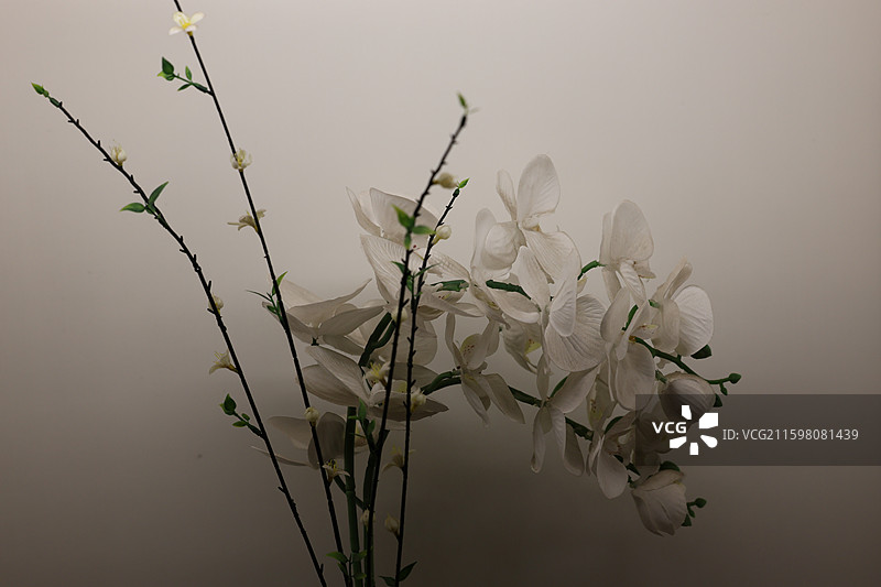 阳澄湖大闸蟹特写图片素材