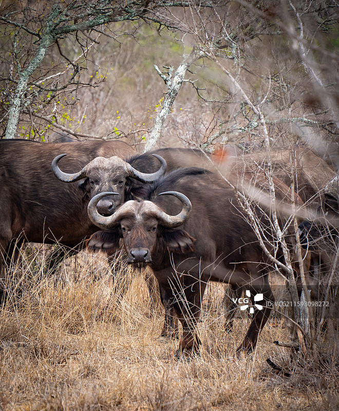 非洲水牛（克鲁格国家公园，南非）图片素材