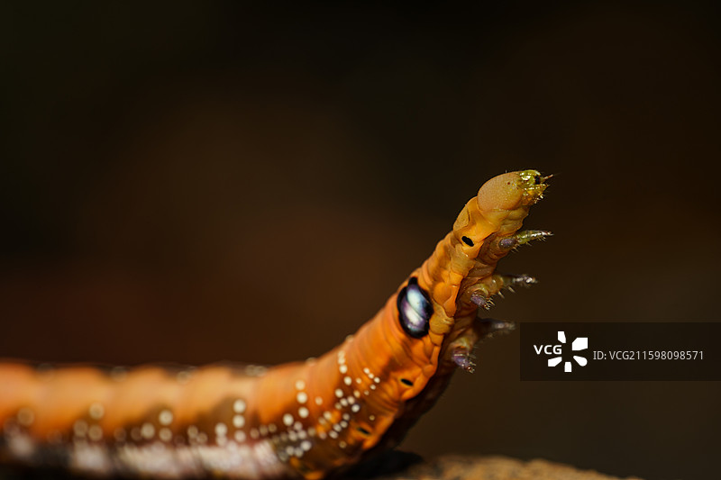 虫子特写图片素材