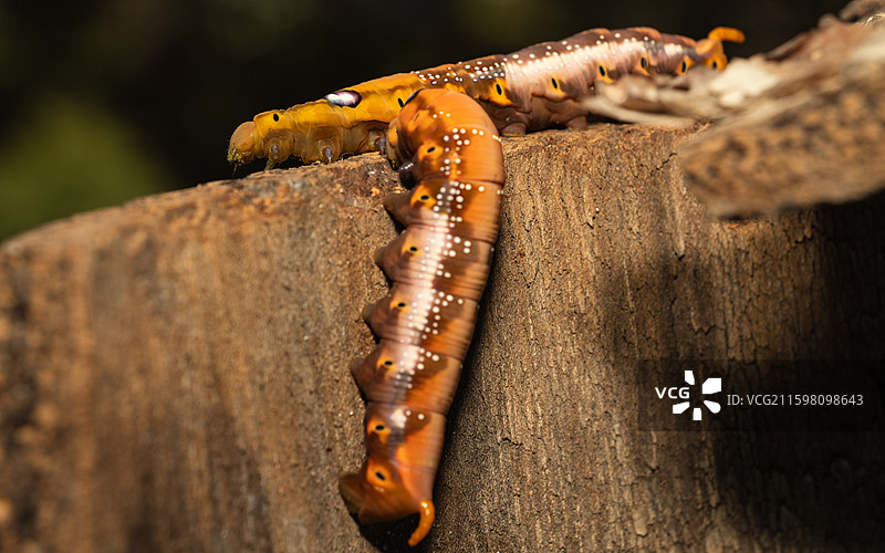 虫子特写图片素材