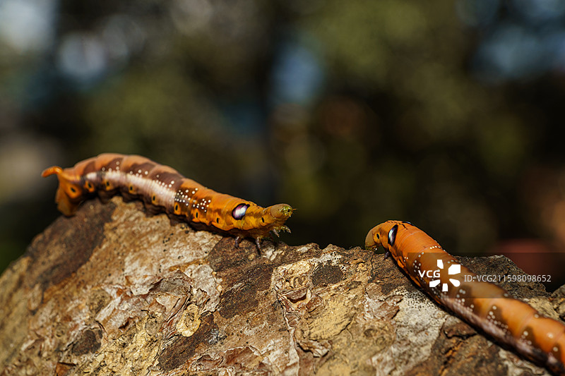 虫子特写图片素材