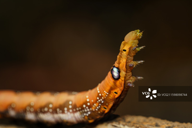 虫子特写图片素材