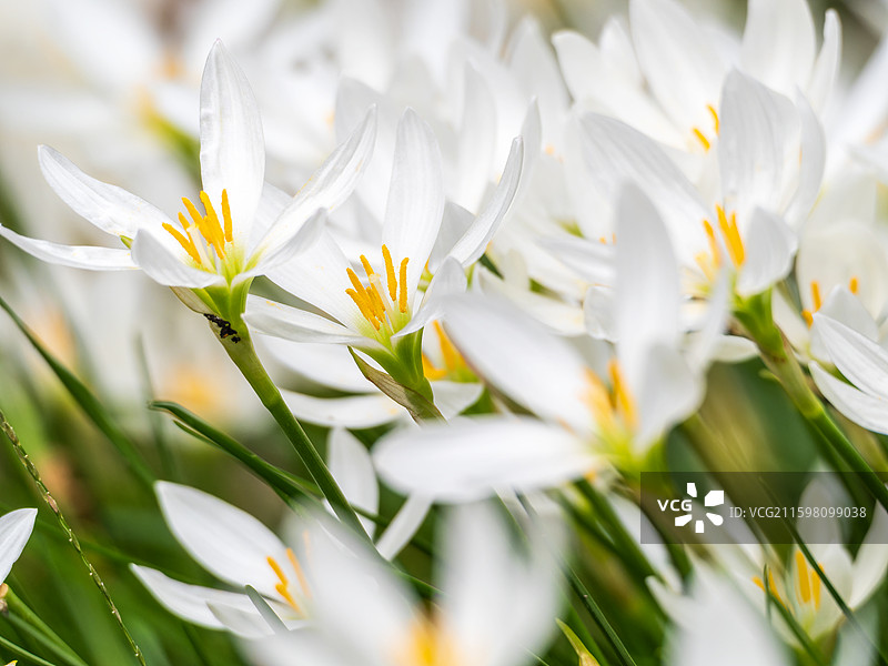 清新葱兰花丛绽放瞬间图片素材