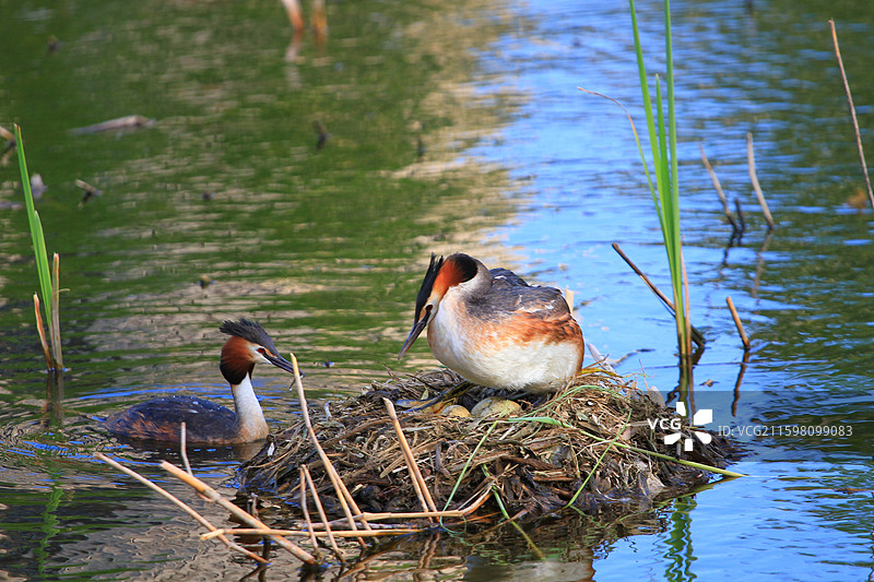 凤头鸊鷉，幼鸟，抱窝，南溪湿地公园，长春，春天图片素材