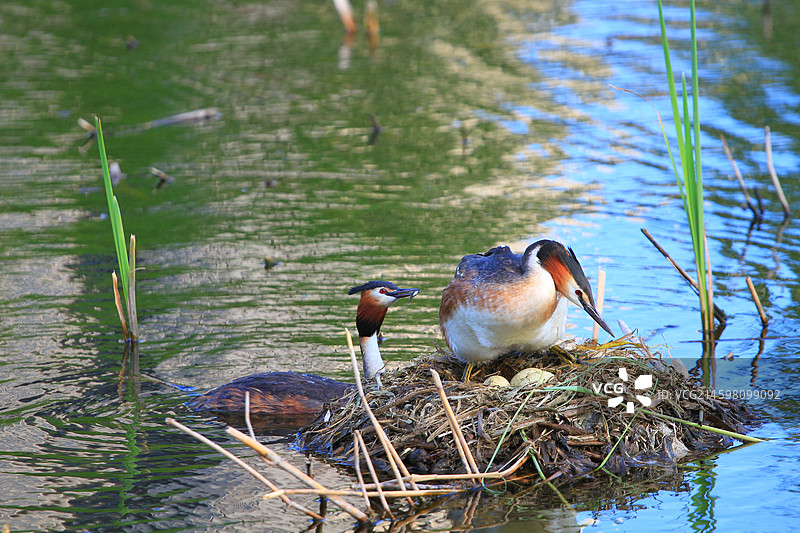 凤头鸊鷉，幼鸟，抱窝，南溪湿地公园，长春，春天图片素材