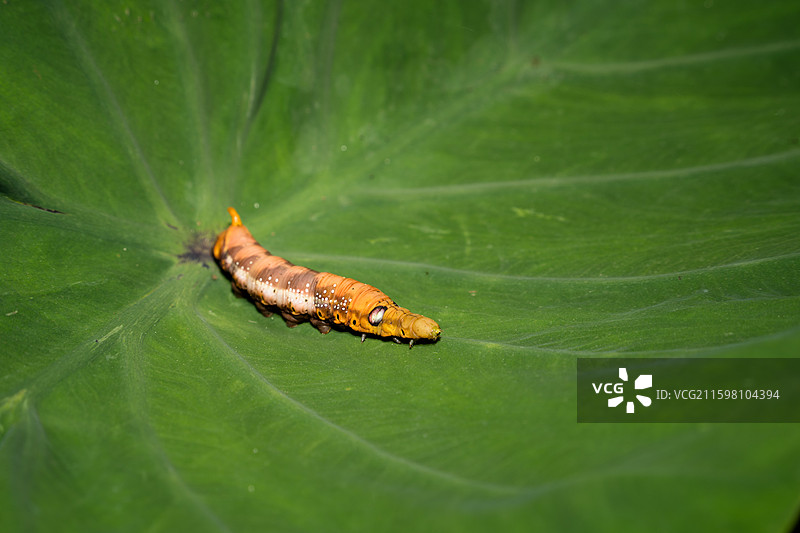 叶片上的毛毛虫图片素材