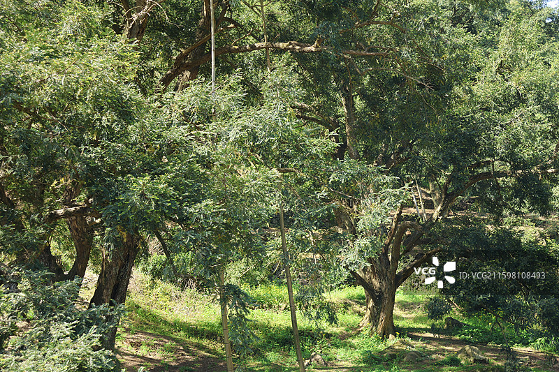 深山里的香榧树（走马岗）图片素材