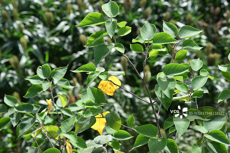 玉石湿地公园，阳光下的构树图片素材