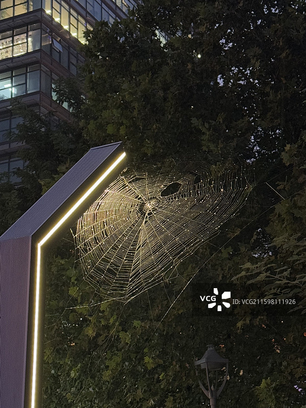灯下的蜘蛛网图片素材