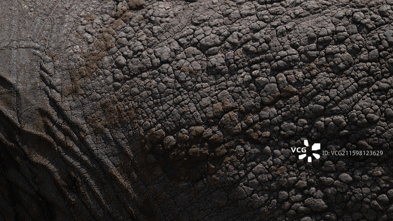 非洲象的皮肤特写图片素材