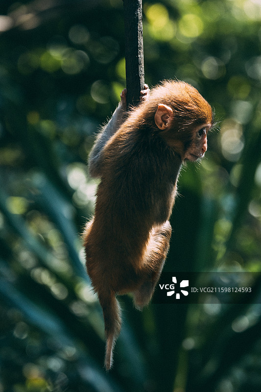 猿猴图片素材