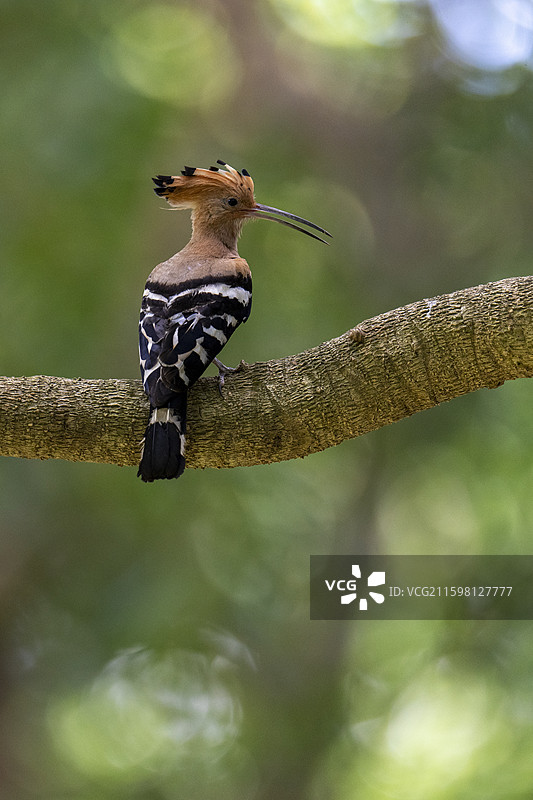 戴胜鸟图片素材