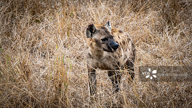 野狗（克鲁格国家公园，南非）图片素材