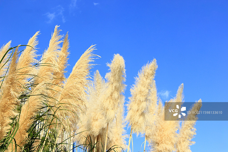 芦苇花蓝天背景图片素材