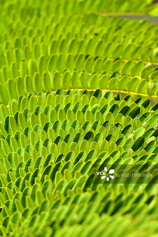 凤凰木图片素材