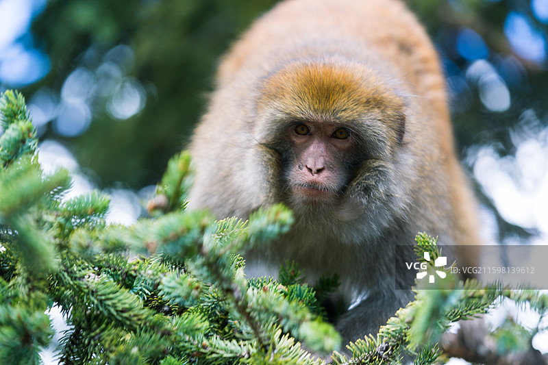 期盼投喂食物的猕猴图片素材
