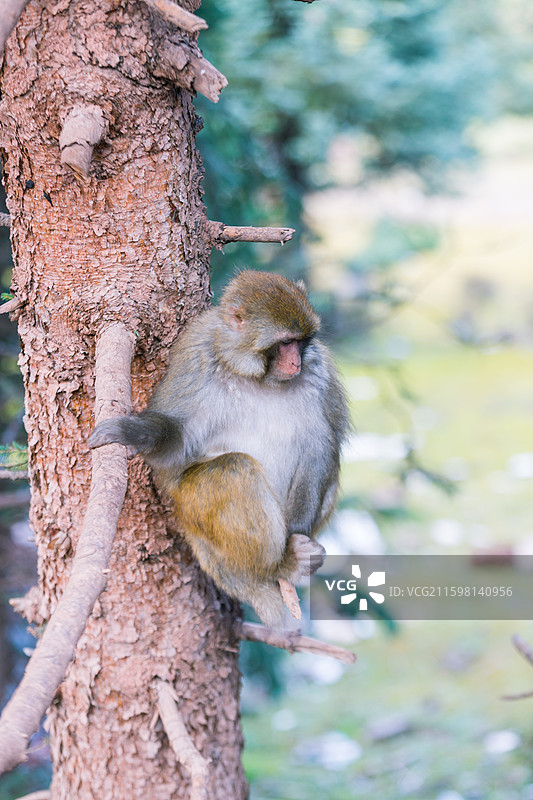 森林里坐在树枝上沉思的猴子图片素材