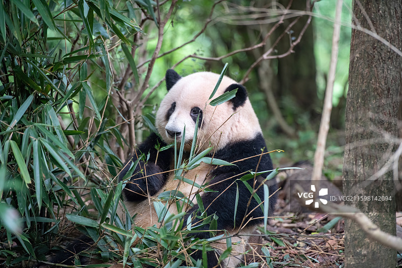 ‌成都熊猫基地“花花”图片素材