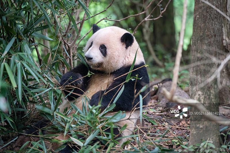 ‌成都熊猫基地“花花”图片素材