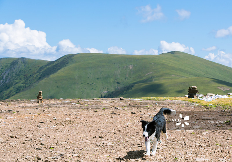玛尼堆前奔跑的边牧幼犬图片素材