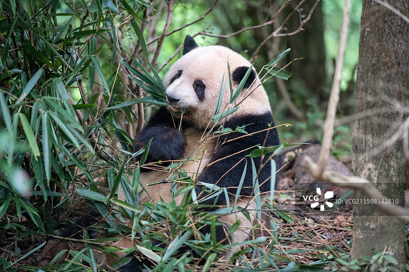 ‌成都熊猫基地“花花”图片素材