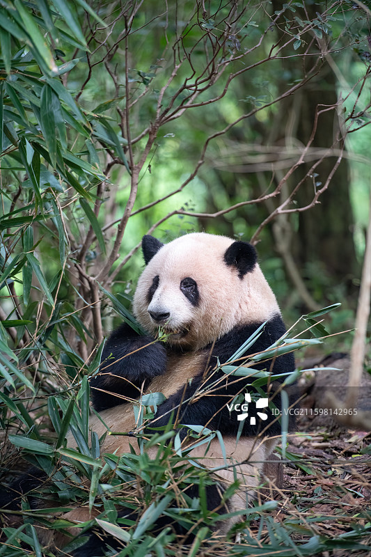 ‌成都熊猫基地“花花”图片素材