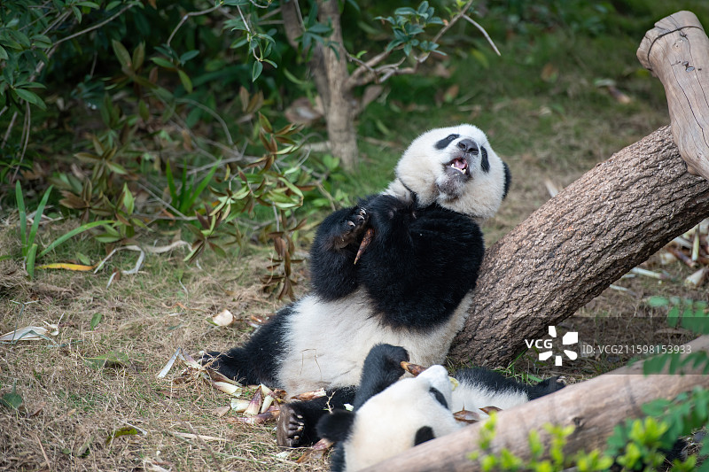 大熊猫基地熊猫幼崽图片素材