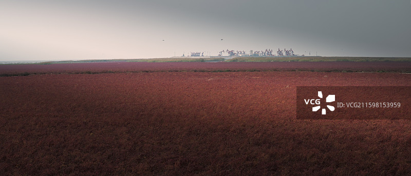 盘锦红海滩油田图片素材