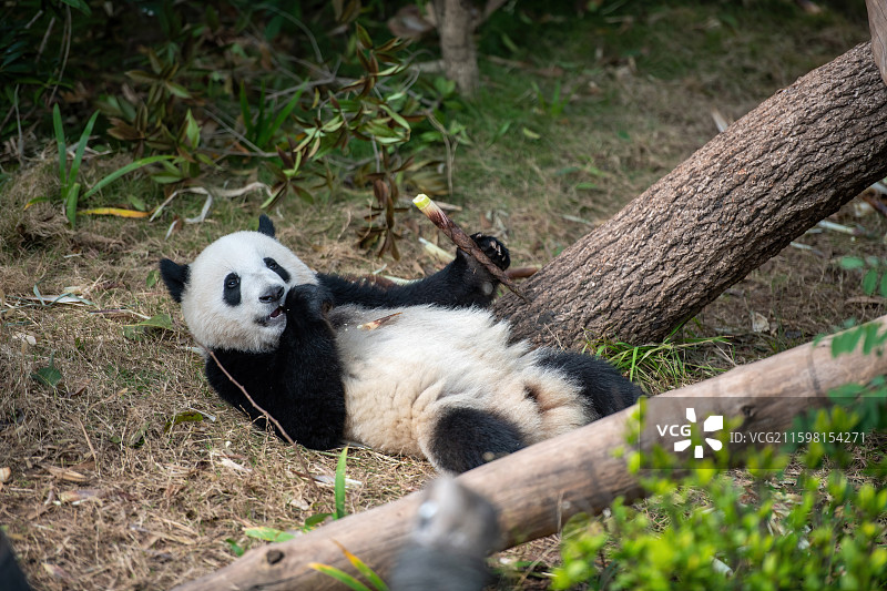 大熊猫基地熊猫幼崽图片素材