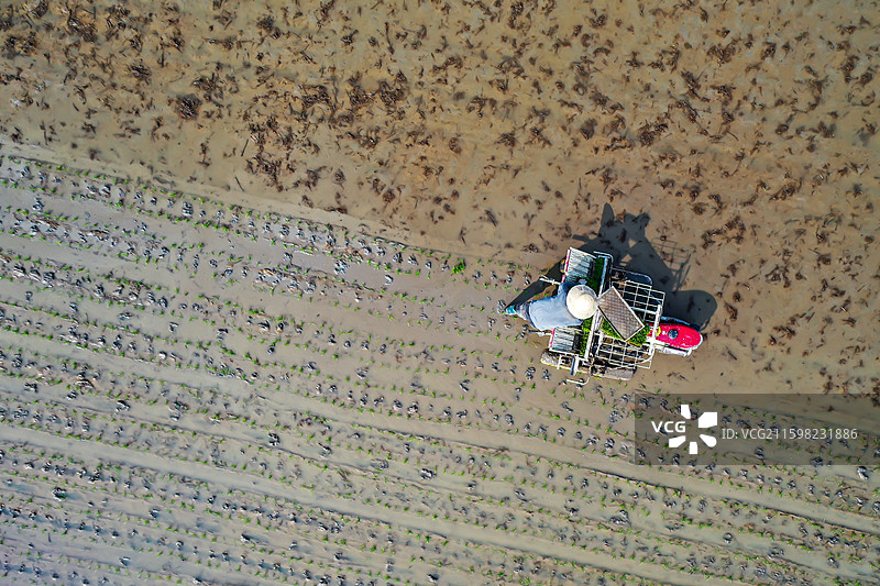 水田里一个用自制插秧机械插秧的农民图片素材