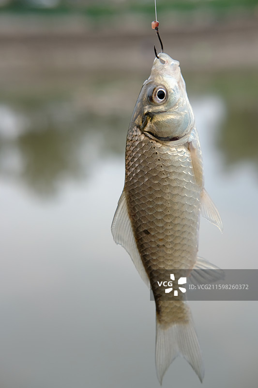 钓鱼。网中鱼。捕鱼。垂钓。留白设计素材设计元素图片素材