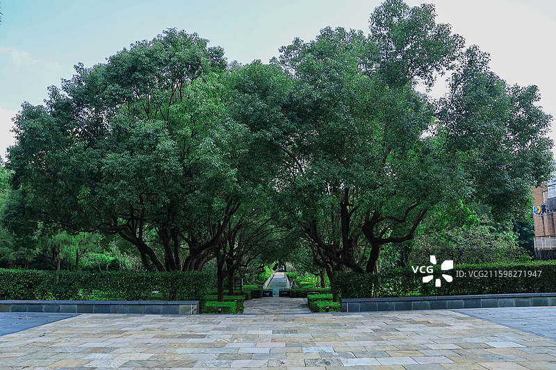 深圳燕晗山公园两边的绿化带树木，榕树，桥，生命力，公园，绿荫图片素材