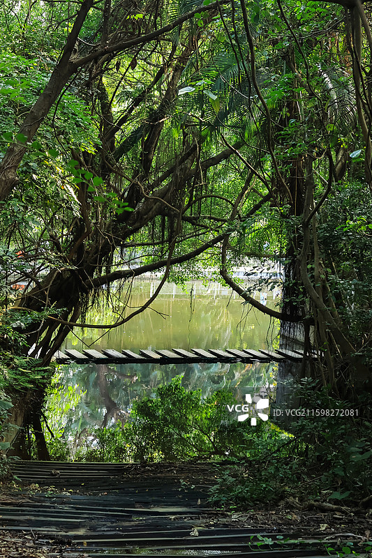 深圳燕晗山公园湖泊，溪流，小桥流水，宁静，自然，绿植图片素材