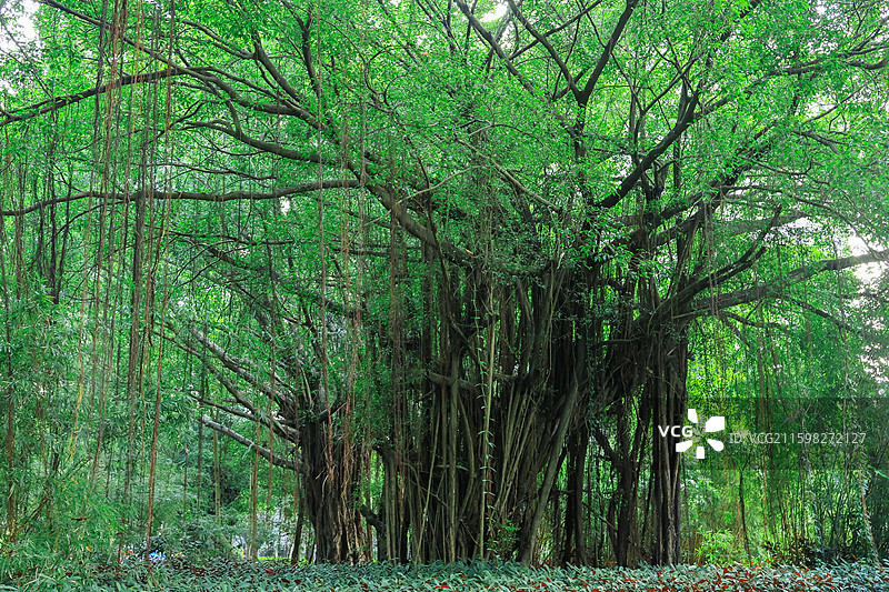 深圳燕晗山公园两边的绿化带树木，榕树，桥，生命力，公园，绿荫图片素材