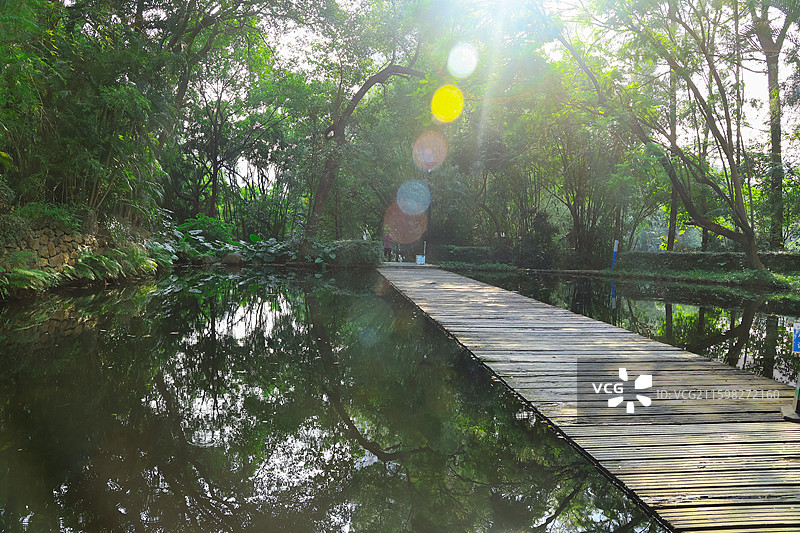 深圳燕晗山公园两边的绿化带树木，榕树，桥，生命力，公园，绿荫图片素材