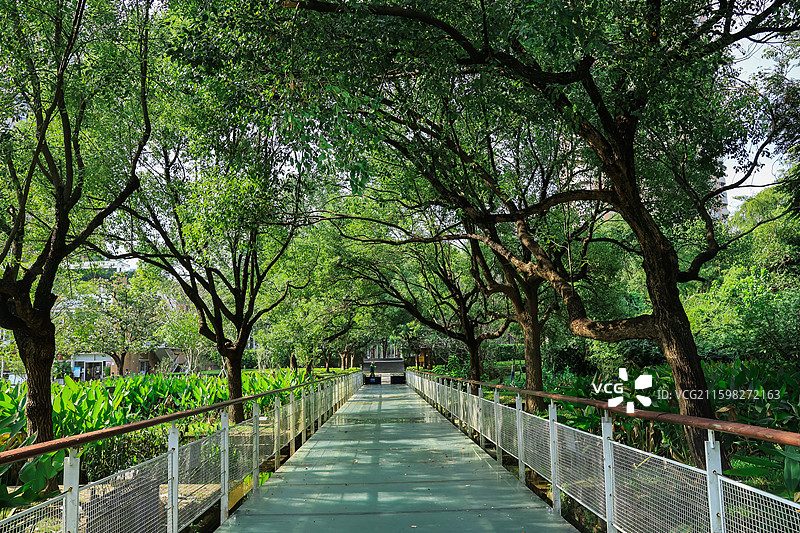 深圳燕晗山公园两边的绿化带树木，榕树，桥，生命力，公园，绿荫图片素材