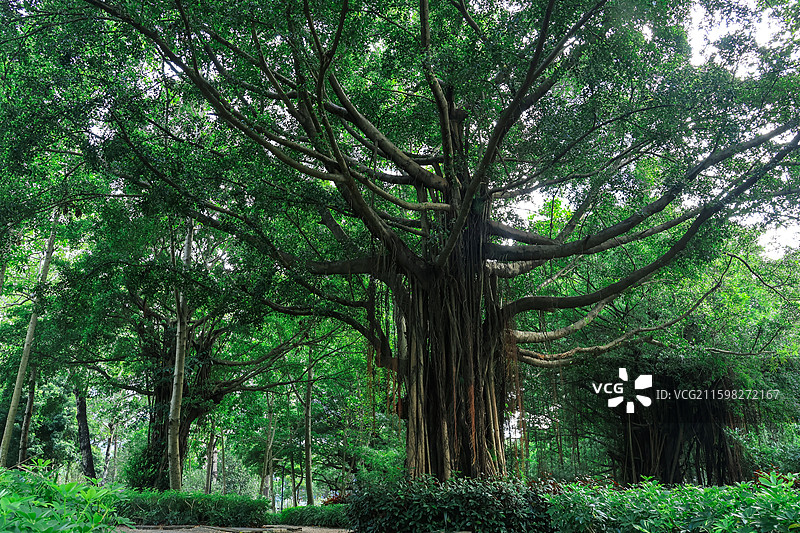 深圳燕晗山公园两边的绿化带树木，榕树，桥，生命力，公园，绿荫图片素材