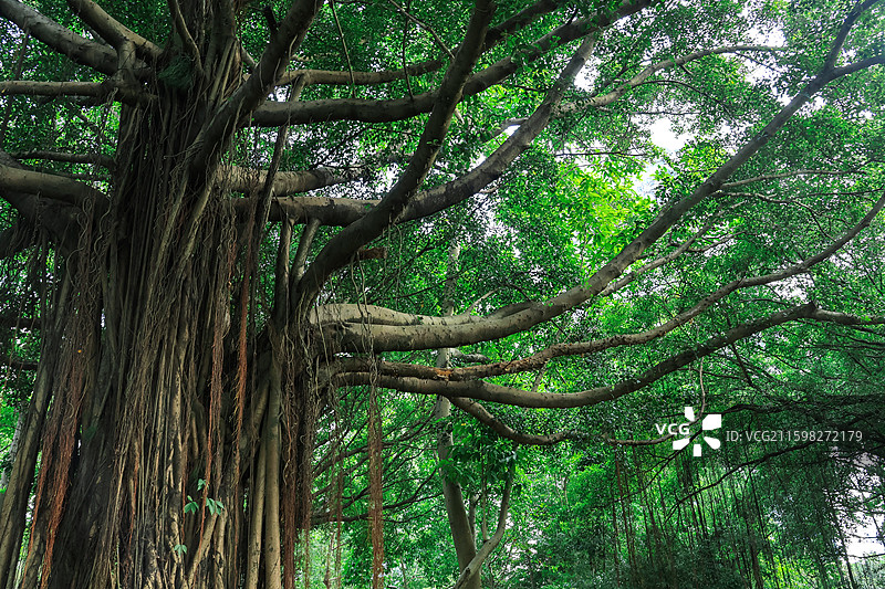 深圳燕晗山公园两边的绿化带树木，榕树，桥，生命力，公园，绿荫图片素材