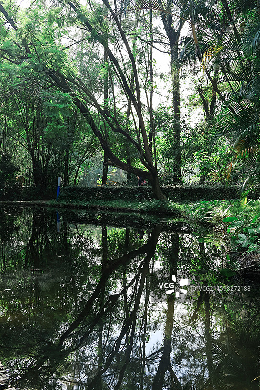 深圳燕晗山公园两边的绿化带树木，榕树，桥，生命力，公园，绿荫图片素材